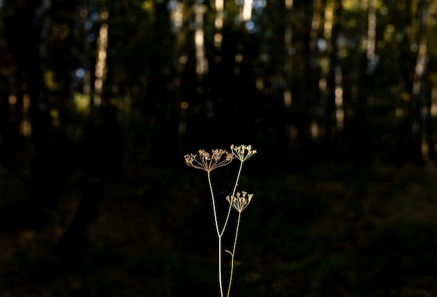 Einzelne Pflanze, die im Sonnenlicht zwischen Waldbokeh wächst