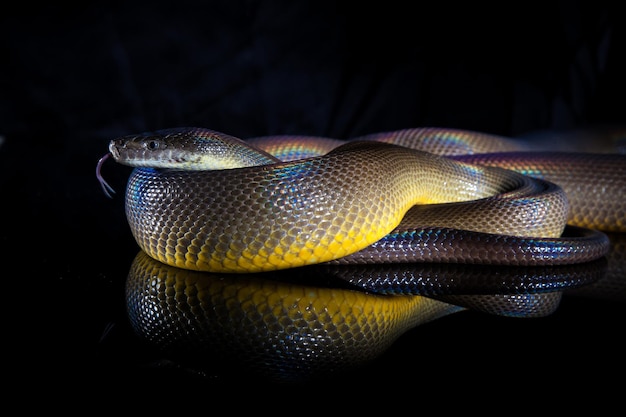 Einzelne Regenbogenschlangen-Wasserpython Liasis fuscus isoliert auf schwarzem Spiegel