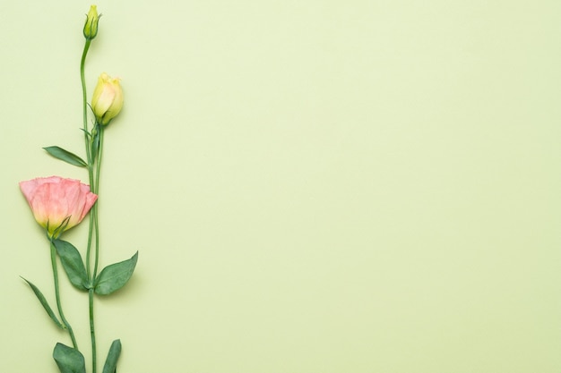 Einzelne rosa Eustoma-Blume. Kopieren Sie Platz auf grünem Hintergrund. Flach liegen.