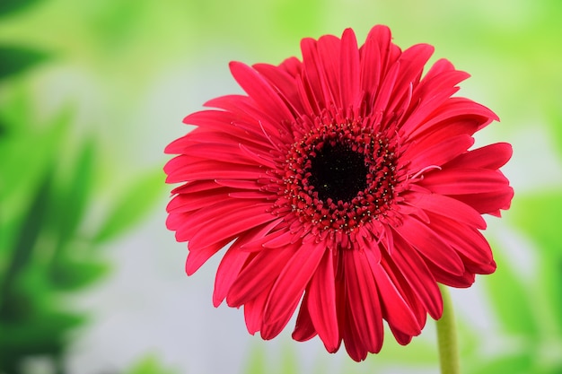 Einzelne rosa Gerbera-Blume auf der Frühlingshintergrundnahaufnahme. Frühling, Gartenkonzept.