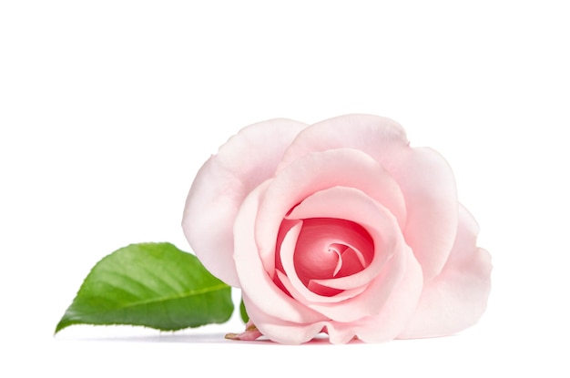 Einzelne rosa Rose der Schönheit liegt lokalisiert auf weißem Hintergrund