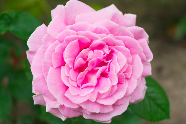 Einzelne rosa Rose in der Gartenhintergrund-Postkarte