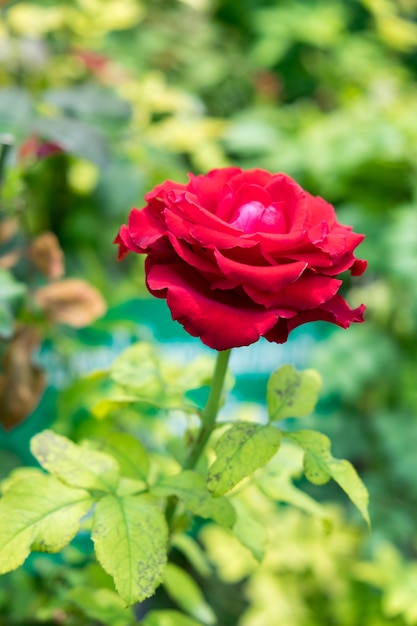 Einzelne rote Rose auf grünem Stiel