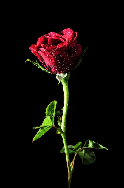 einzelne rote Rose auf schwarzem Hintergrund