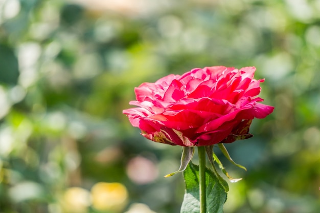 Einzelne rote Rose blüht im Garten. Valentinstagblume.