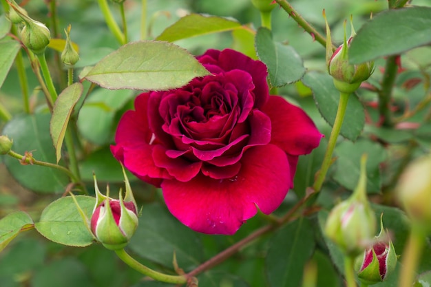 Einzelne rote Rose mit Blättern auf grünem Hintergrund. Perfekte Blume. Foto in hoher Qualität