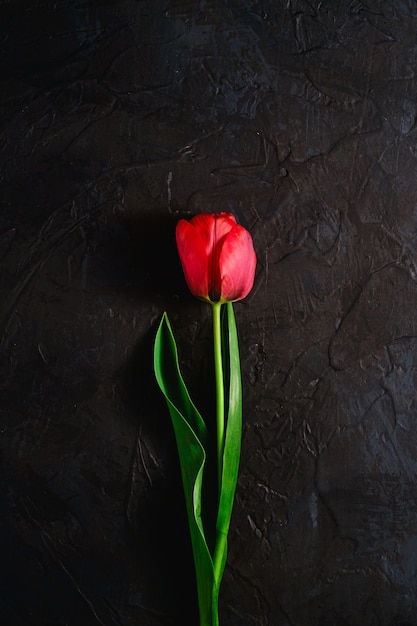 Einzelne rote Tulpenblume auf strukturiertem schwarzem Hintergrund, Kopierraum der Draufsicht