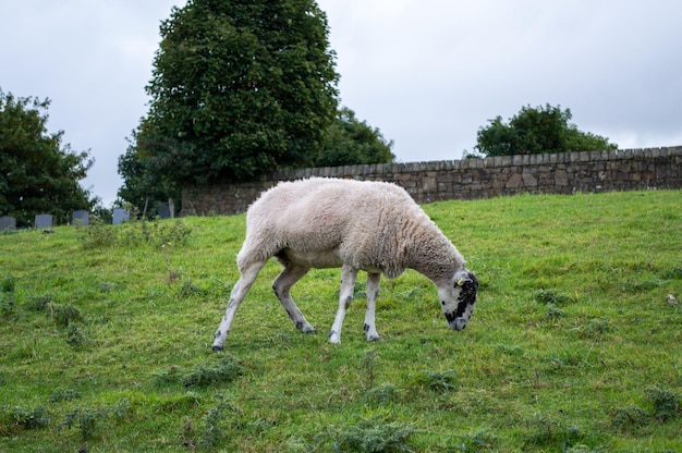 Foto einzelne schafe grasen auf einem feld