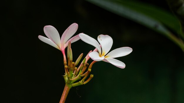 Einzelne schöne Frangipani-Blüte Detaillierte Fotografie eines Wassertrops