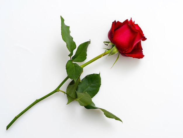 Einzelne schöne rote Rose auf Weiß