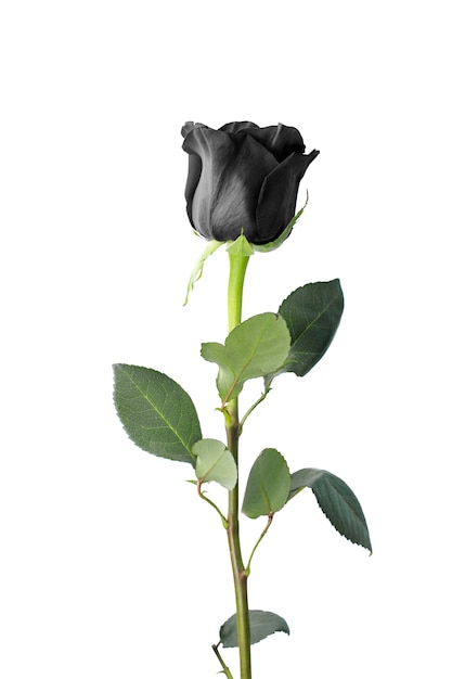 Einzelne schwarze Rose isoliert