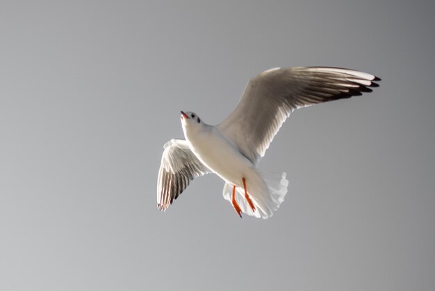 Einzelne Seemöwe, die im Blau ein Himmel fliegt