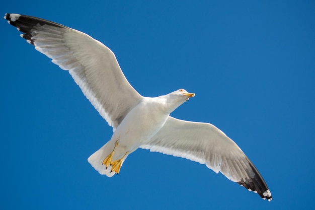 Einzelne Seemöwe, die im Blau ein Himmel fliegt