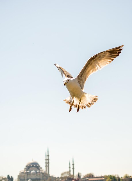 Einzelne Seemöwe, die über Meer fliegt