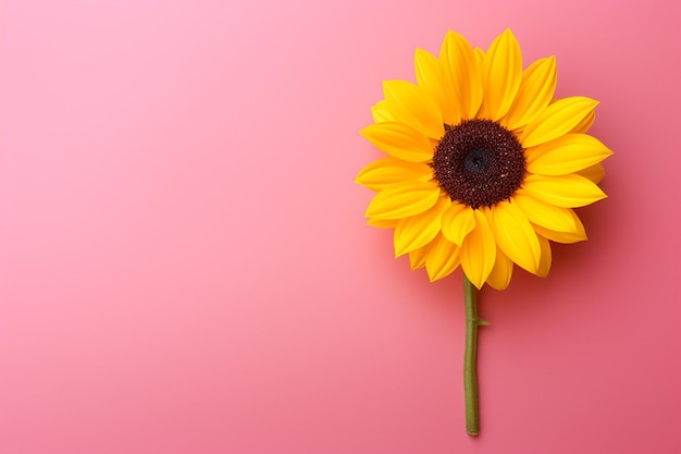 Einzelne Sonnenblume mit orangefarbener Blüte auf rosa