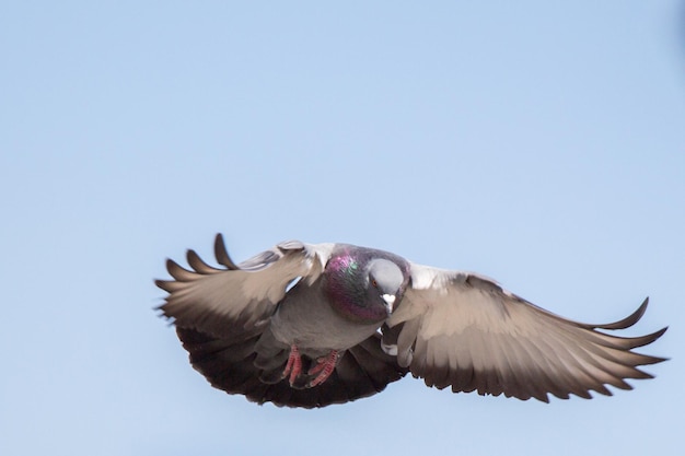 Einzelne Taube, die in der Luft fliegt