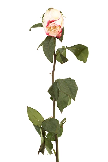 Einzelne trockene Rose