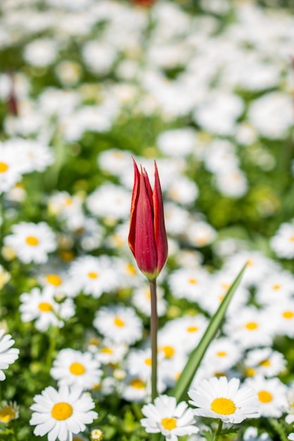 Foto einzelne tulip flower in der frühjahrssaison