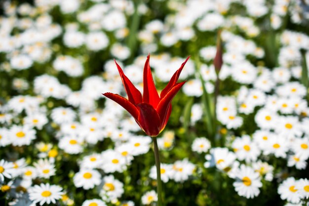 Einzelne Tulip Flower in der Frühjahrssaison