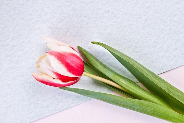 Einzelne Tulpe auf pastellfarbenem Hintergrund Schönste Blume