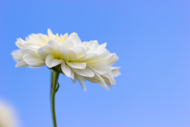 Einzelne weiße Chrysanthemenblume der Nahaufnahme im blauen Hintergrund des Himmels