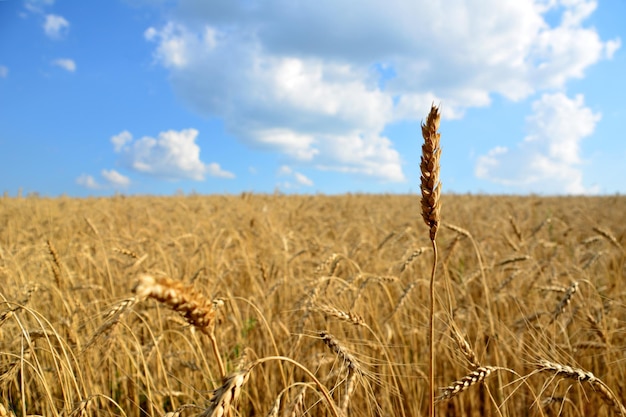 Einzelne Weizenähre isoliert auf dem Feld mit blauem Himmel und Wolkenkopierraum