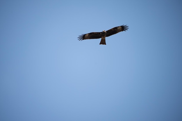 Einzelner Adler, der tagsüber hoch am klaren Himmel fliegt