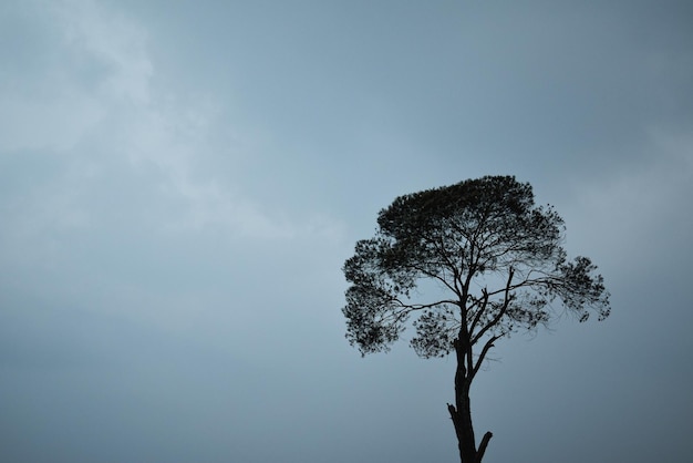 Einzelner Baum bei klarem Himmel