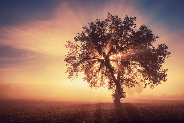 Einzelner Baum im Nebel