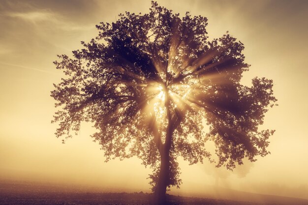 Foto einzelner baum im nebel