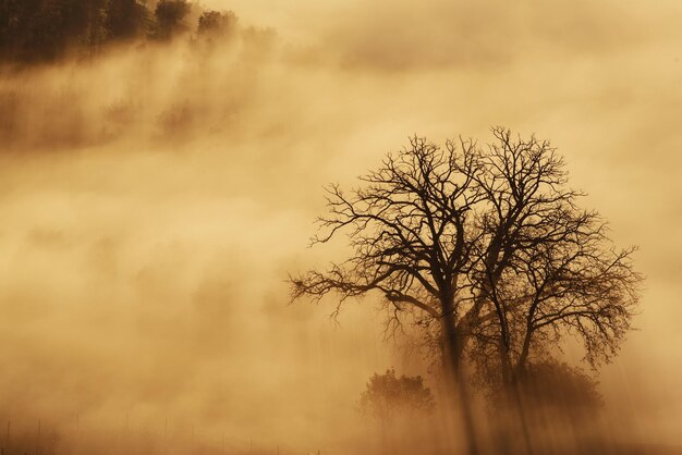 Einzelner Baum im Nebel