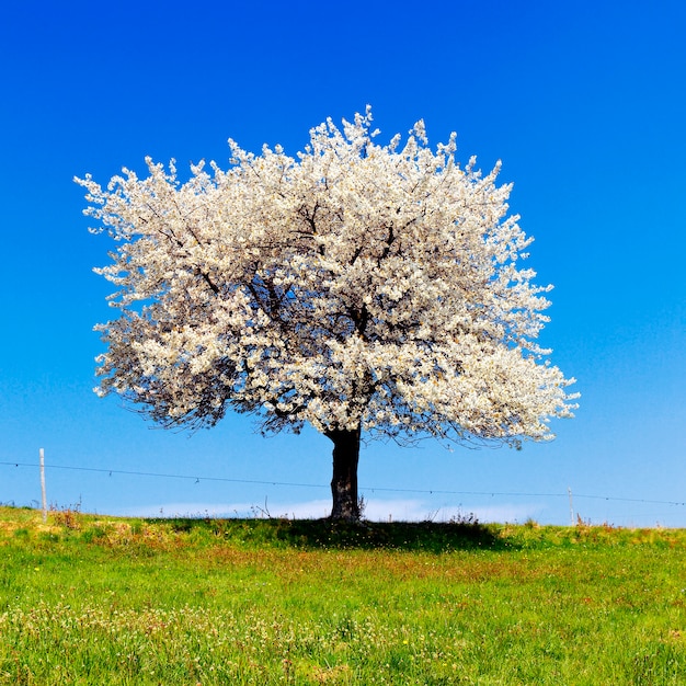 Foto einzelner blühender baum im frühjahr mit weißen blüten