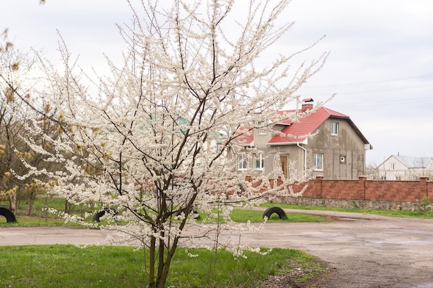 Einzelner blühender Baum im Frühjahr.