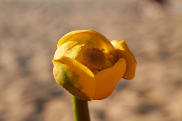 Einzelner gelber Tulpenkopf der Nahaufnahme auf unscharfem Hintergrund