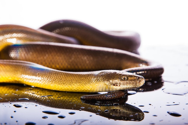 Einzelner Regenbogenschlangen-Wasserpython Liasis fuscus isoliert auf schwarzem Spiegel im Studio