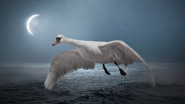 Einzelner schöner fliegender weißer Schwan in der Nacht