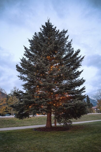 Einzelner Tannenbaum mit Glühbirnendekoration im Garten zu Weihnachten festlich