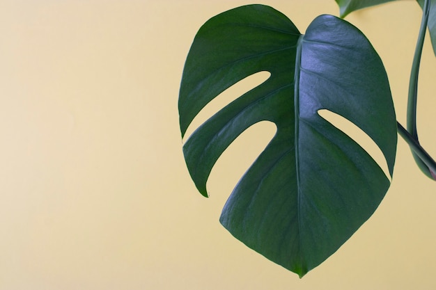 Einzelnes Blatt der Monstera-Pflanze auf gelbem Hintergrund. Nahaufnahme mit Platz für Text