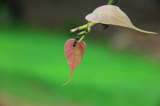 einzelnes Blatt