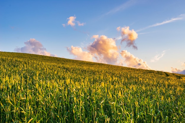 Einzigartige grüne Landschaft im Volterra-Tal Toskana Italien Szenischer dramatischer Himmel und Sonnenuntergang über kultivierten Hügelketten und Getreidefeldern Toscana Italia