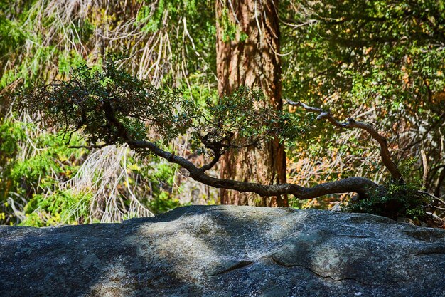 Einzigartiger baum, der von felsbrocken im wald schwimmt