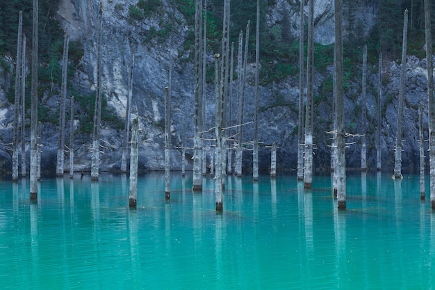 einzigartiger Bergsee von Kaindy in Kasachstan mit einem versunkenen Wald