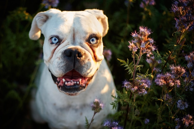 Foto einzigartiger weißer deutscher boxer