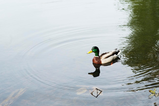 Foto einzige ente