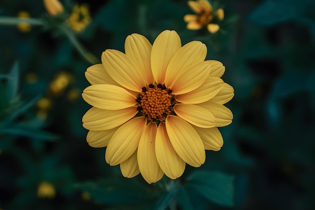 Einzige Schönheit lebendige gelbe Blume schmückt die Gartenlandschaft