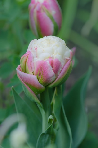 Eis-Tulpe