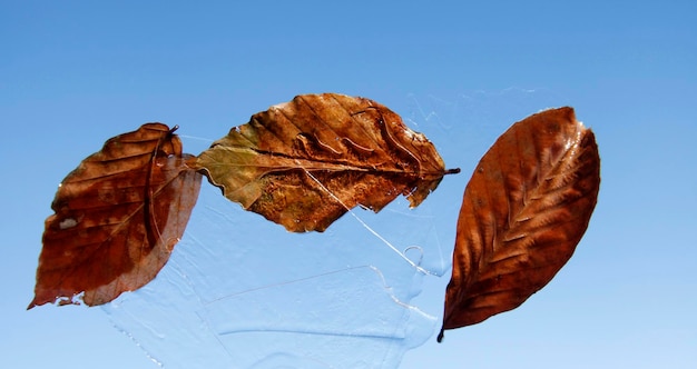 Eis und Herbstlaub in Richtung Himmel