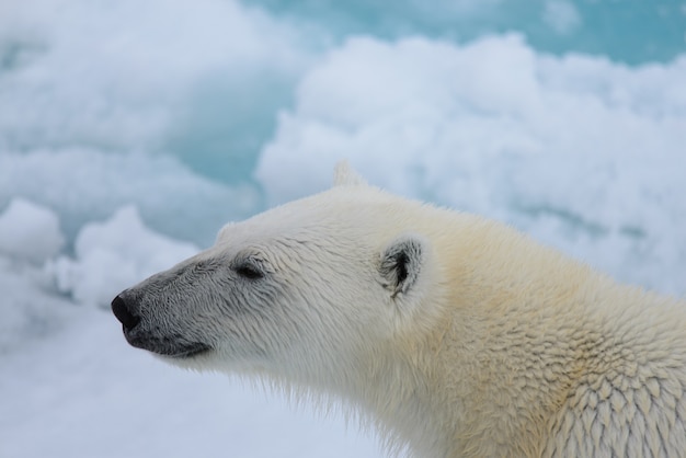 Eisbär auf dem Eis