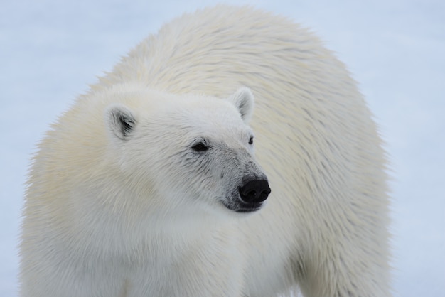 Eisbär auf dem Eis