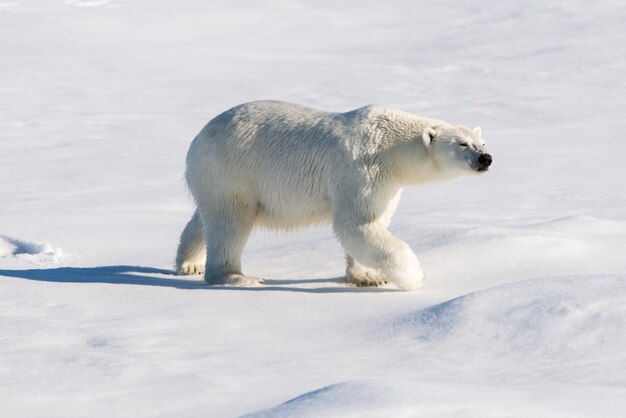 Foto eisbär auf dem pack-eis